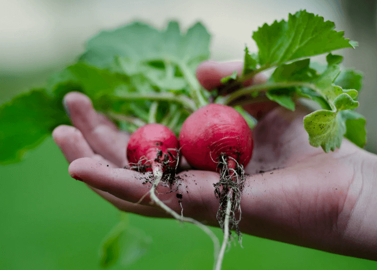 A hand holding two radishes recently harvested.