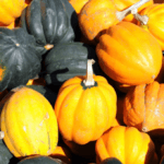 A cluster of green and orange acorn squash.