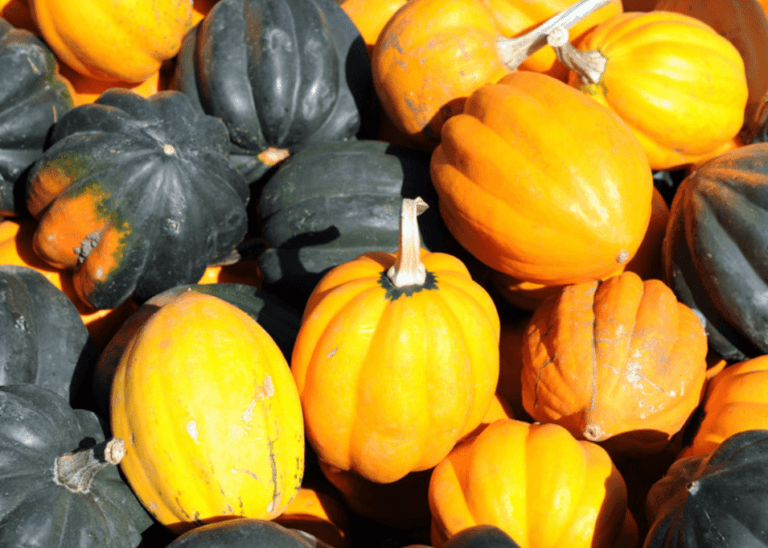 A cluster of green and orange acorn squash.