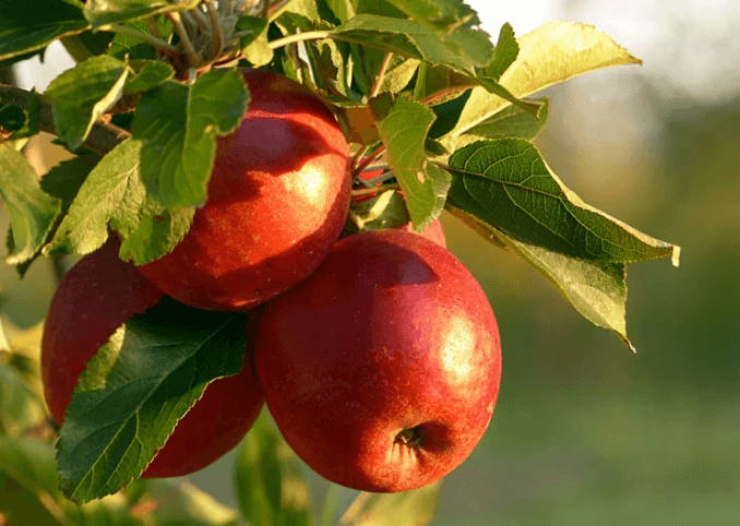 Three red apples on a tree with green leaves.