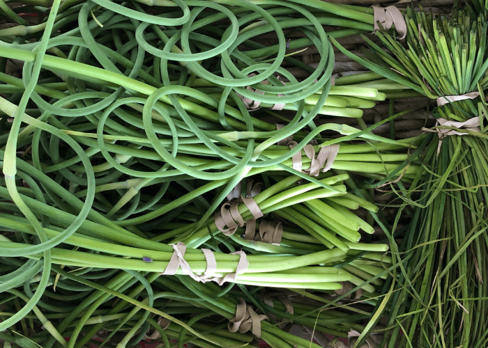 Bunches of Garlic Scapes