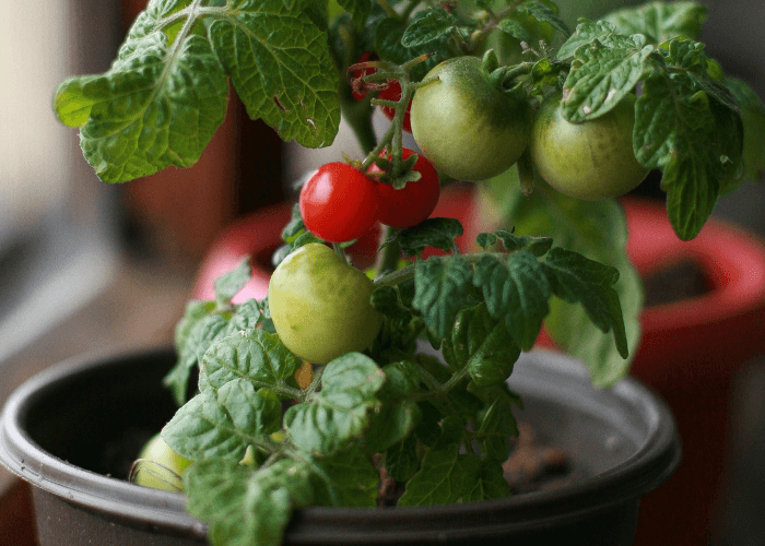 Green and red tomatoes on a plant indoors