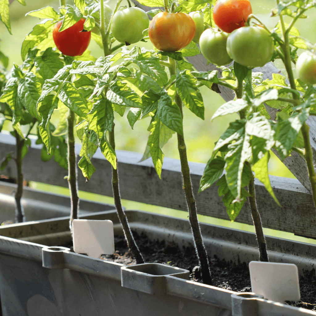 Five tomato plants, each with a cherry tomato in different stages of ripeness, planted in a container 