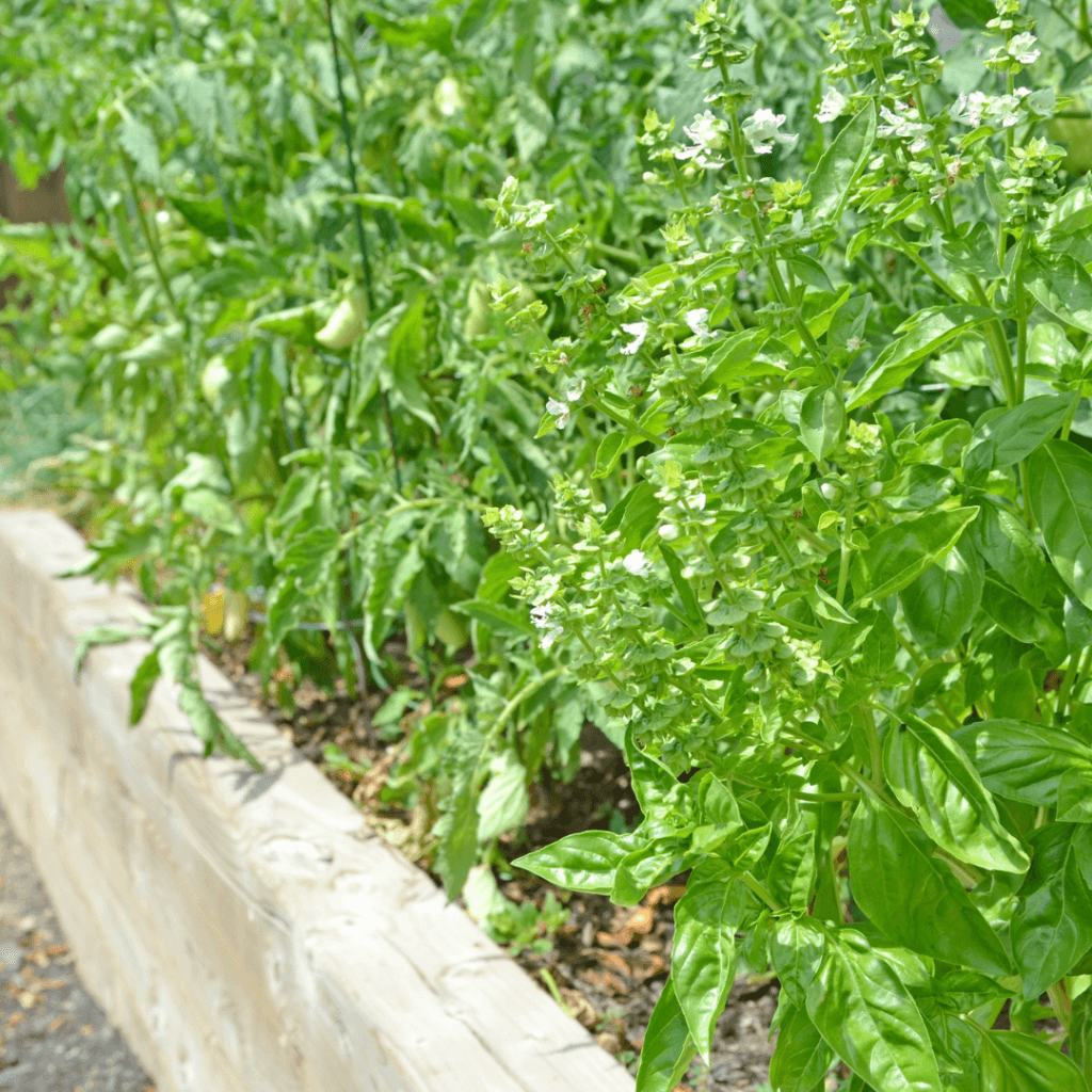 Tomato and basil plants in a raised garden bed