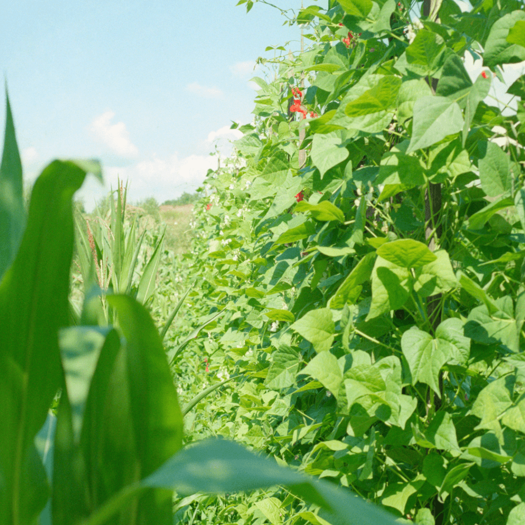 Corn plant in the foreground with bean plants 