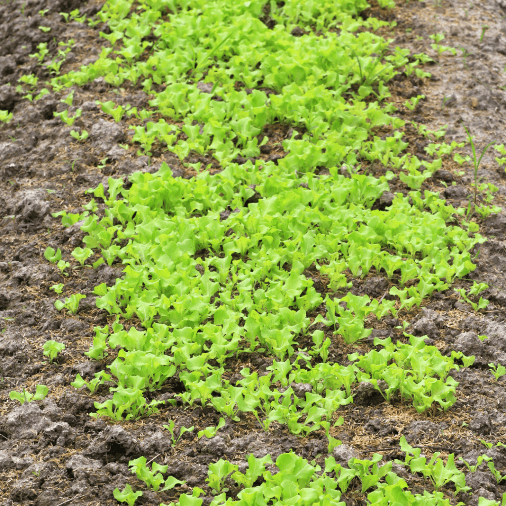 Lettuce growing out of the ground. Small growth.
