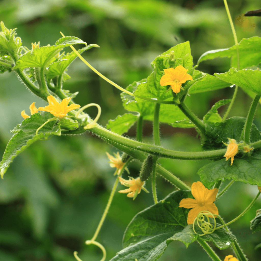 Cucumber plant with mini cucumber and flowers