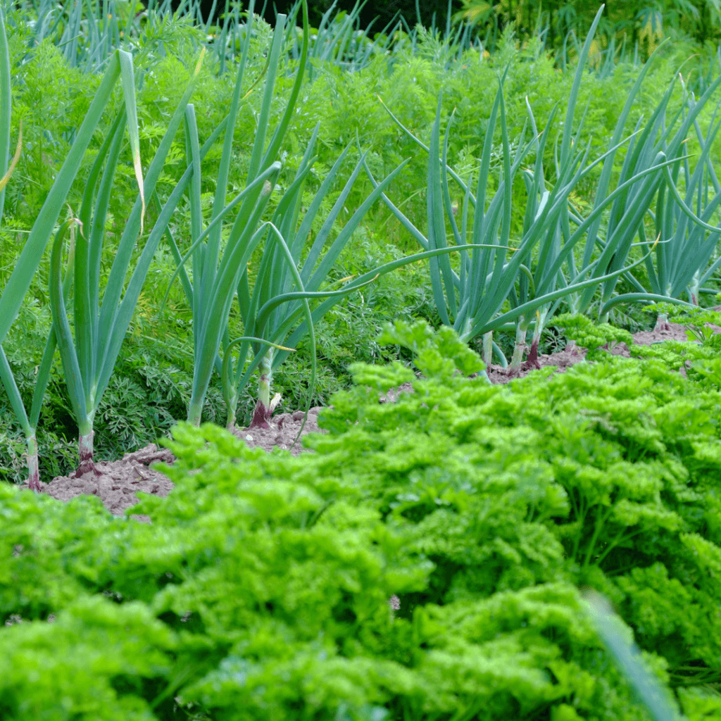 Onion and carrot plants in a garden