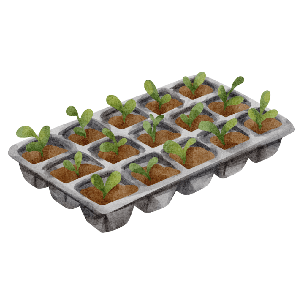 A drawing of a tray of seedlings