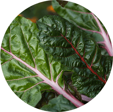 Swiss Chard